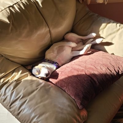 Profile Picture of Stephen Benvenuto (@SteveBenvenuto) on Twitter