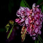 Profile Picture of James Moore (@waginakalman) on Instagram