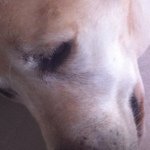 Nicholas Barclay - Instagram Profile Picture of Nicholas Barclay (@streuth_me_flamin_lord) on Instagram