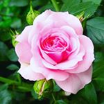 Profile Picture of Kim Worrell (@nanakimdw) on Instagram