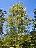 Profile Photo of Birch - Wikipediaon Wikipedia