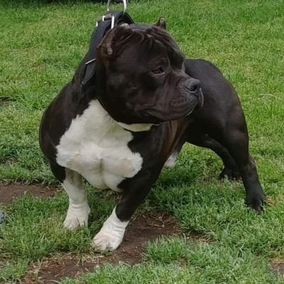 Profile Picture of Jeremy Kolakowski (@BoomerBullyz) on Twitter