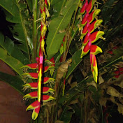 Profile Picture of Ervin Gonzalez (@ErvinGonzalez-m4p) on Youtube