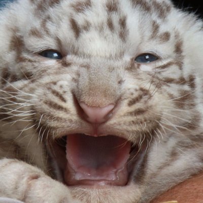 Profile Picture of Köhler Peter (@Raimund58Peter) on Twitter