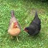 Profile Picture of LAUREL BOYD (@@blossomcottagehens) on Tiktok