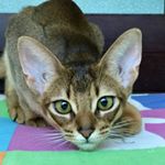 Profile Picture of Keith (@faina_and_faye) on Instagram