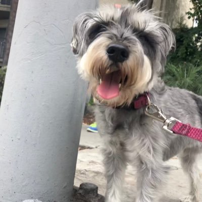 Profile Picture of Gammie Jiyoon Chung (@GammieChung) on Twitter