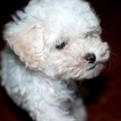 Profile Picture of Fred Yap (@iamfredyap) on Twitter