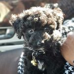 Profile Picture of Shadow Bivins (@maltipoo_shadow) on Instagram