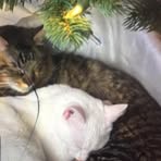 Profile Picture of Brandon Craig (@Brandon.craig20) on Facebook