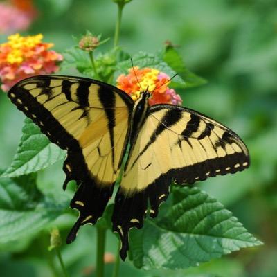 Profile Picture of Debbie Hutcherson (@dfhutcherson) on Twitter