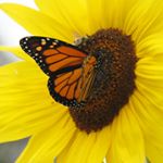 Profile Picture of Neil Stoker (@skippy_stoker) on Instagram