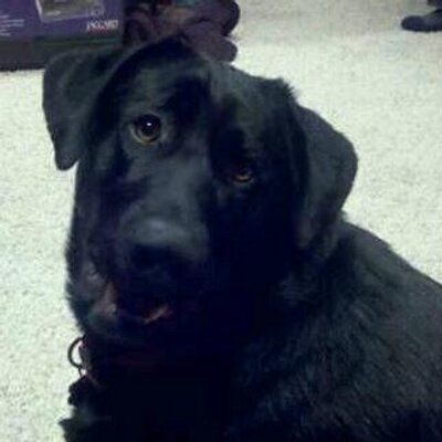 Profile Picture of Brett Schroeder (@schroedomojo) on Twitter