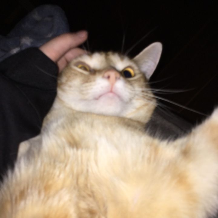 Profile Picture of Winston James (@winstonthecat3) on Tiktok