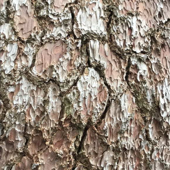 Profile Picture of Rayah Kingery (@rayahk05) on Poshmark