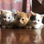 Profile Picture of Yiqi Wang (@yiqiwang9050) on Youtube