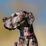 Profile Picture of Abby (@dogge.abby.vomrosenhaegerbrink) on Instagram