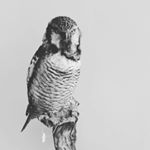 Profile Picture of Lee Hanson (@hansonbirdtaxidermy) on Instagram