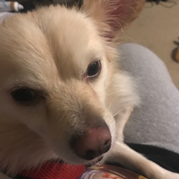 Profile Picture of Dakota Maitland (@kodajade2610) on Poshmark