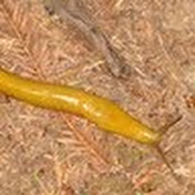 Profile Picture of Amy Lynn Albertson (@bluesilasfarm) on Youtube