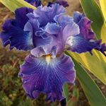 Jody Walton - Instagram Profile Picture of Jody Walton (@_jodyw_) on Instagram