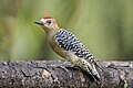 Profile Picture of Red-crowned woodpeckeron Wikipedia