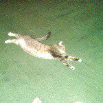 Profile Picture of james t mulford (@mot_mot_57) on Instagram