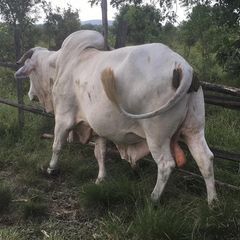 Profile Picture of Billy aldegheri (@billygaot1) on Tiktok