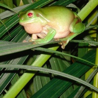 Profile Picture of Lisa (@Lisa_Jacko) on Twitter