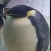 Profile Picture of craig.kicks (@craig.kicks) on Tiktok