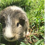 Profile Picture of Max Mitchell 44 (@maxmitchell4419) on Youtube