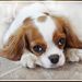 Profile Picture of Brunswick Cavalier King Charles Spaniel (@NBladyluck) on Pinterest