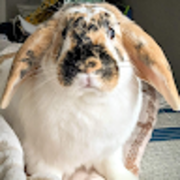 Lillia Misemer - Poshmark Profile Picture of Lillia Misemer (@lilbunnylover) on Poshmark