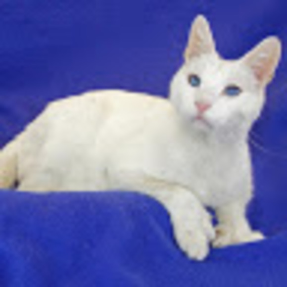 Profile Picture of George Gray (@georgegray1313) on Poshmark