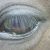 Profile Picture of Lori Tyree (@lorityree1) on Pinterest