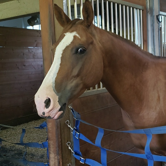 Profile Picture of Ronda Ewing (@rondaewing) on Poshmark