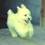 Profile Picture of Chad Lutz (@TheLutzee) on Youtube