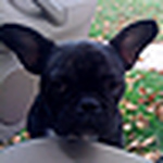Profile Picture of Basil Brown (@basil brown) on Flickr