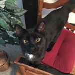 Profile Picture of Jessica Duda (@mogleymakitty) on Instagram