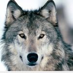 Profile Picture of Jason Balderrama (@predator_mode16) on Instagram