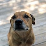 Profile Picture of Jake (@jacob_.orton) on Instagram