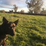 Profile Picture of Damon Bennett (@damonrossbennett) on Instagram