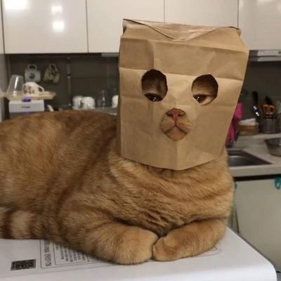 Profile Picture of Peter Hui (@peterhui1994) on Twitter
