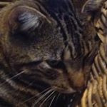 Profile Picture of Daniel Sarro (@cat_lover.0922) on Instagram