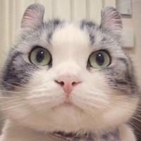 Profile Picture of Jesse Cao (@jesse-cao-1) on Quora