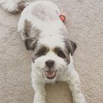 Profile Picture of Dijkstra (DJ) McFloof Stumpos (@djmcfloof) on Instagram