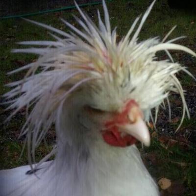 Profile Picture of Richard Sandstrom (@richsand1960) on Twitter