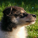 Profile Picture of Ron Richardson (@shadowimagephotography) on Flickr