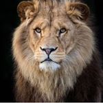 Profile Picture of Ansumana Kenneth ☀️⚡️💎AKC (@a_k_c_casanova) on Instagram