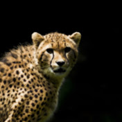 Profile Picture of Peter Vandooijeweert (@petervandooijeweert5859) on Youtube